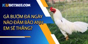 Gà bướm đá ngày nào